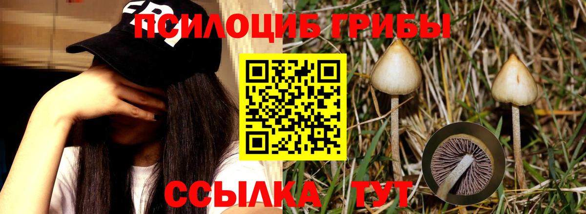 Саратов  Псилоцибиновые грибы GOLDEN TEACHER  Вход с VPN 